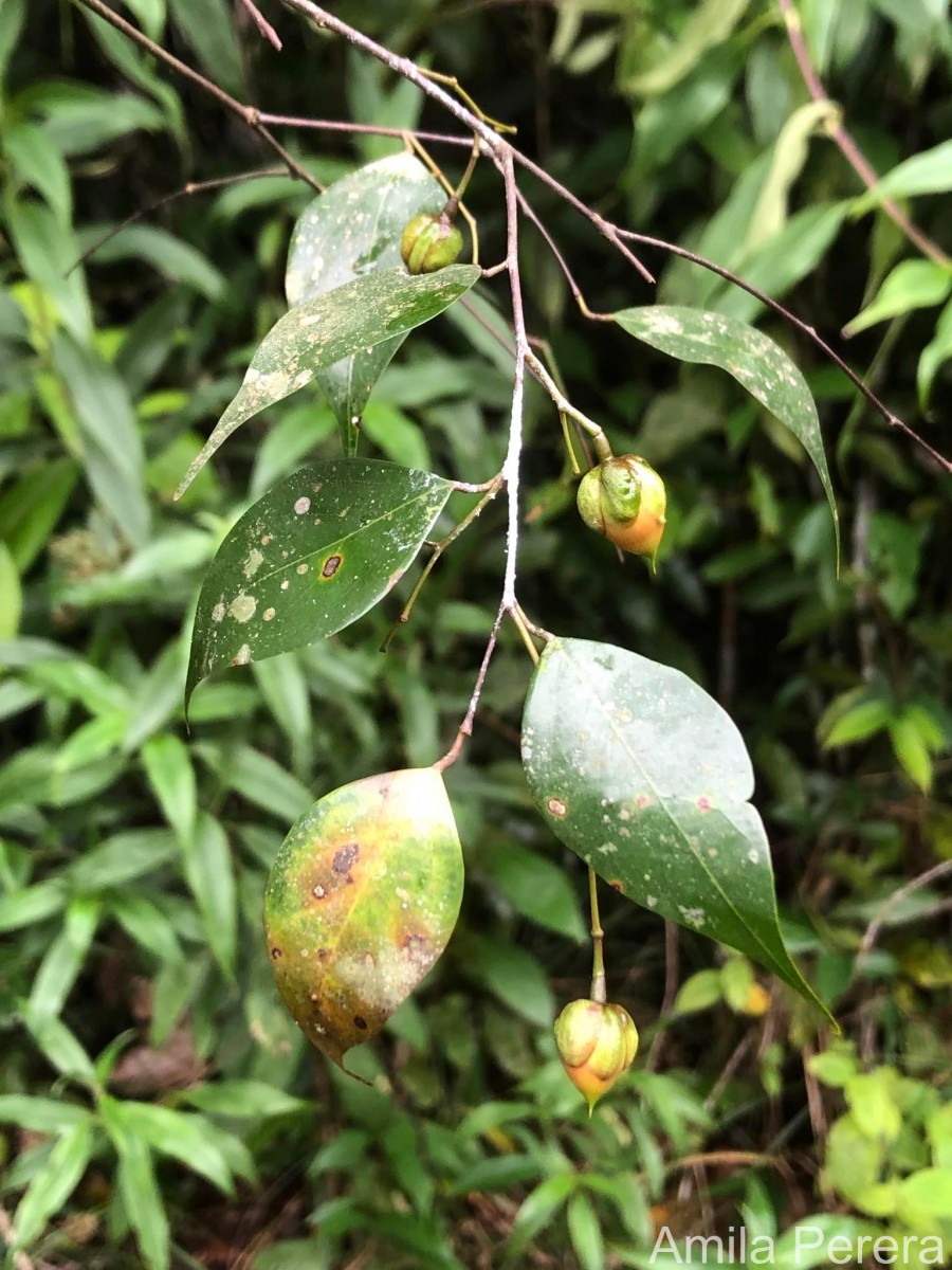 Balanocarpus kitulgallensis Kosterm.